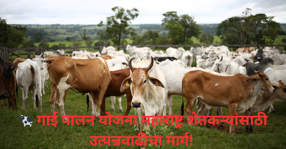Gai palan yojana maharashtra 2025